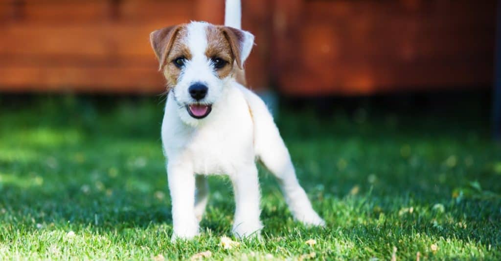 Cucciolo di Parson Russell Terrier nel giardino