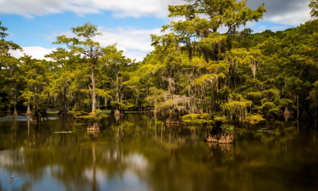 Lago Caddo