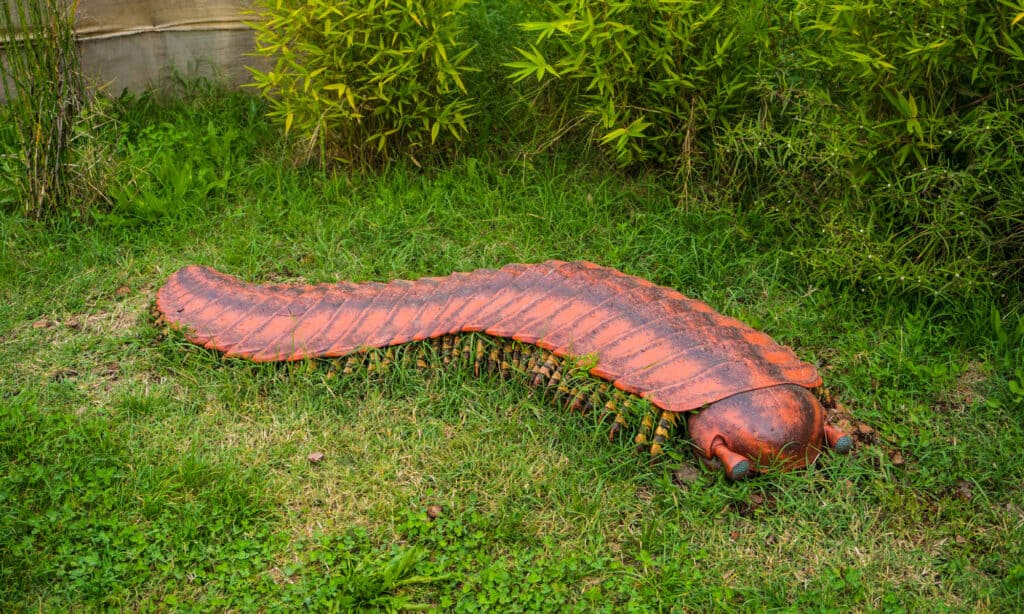 Artropleura