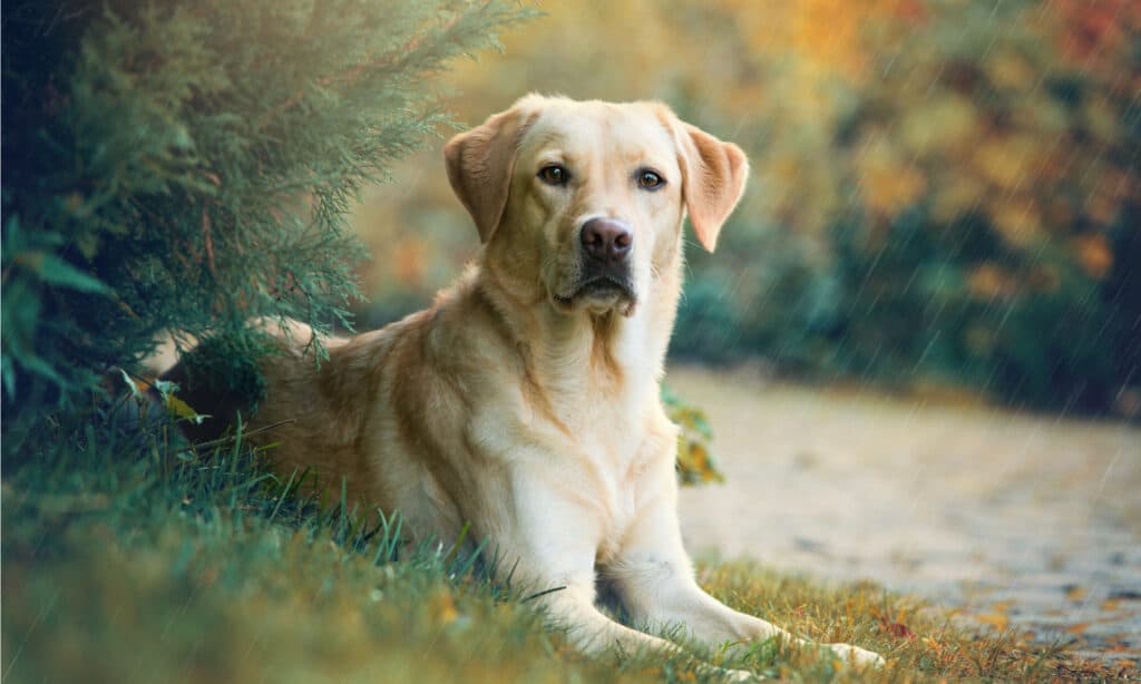 cibo per cani per spargimento