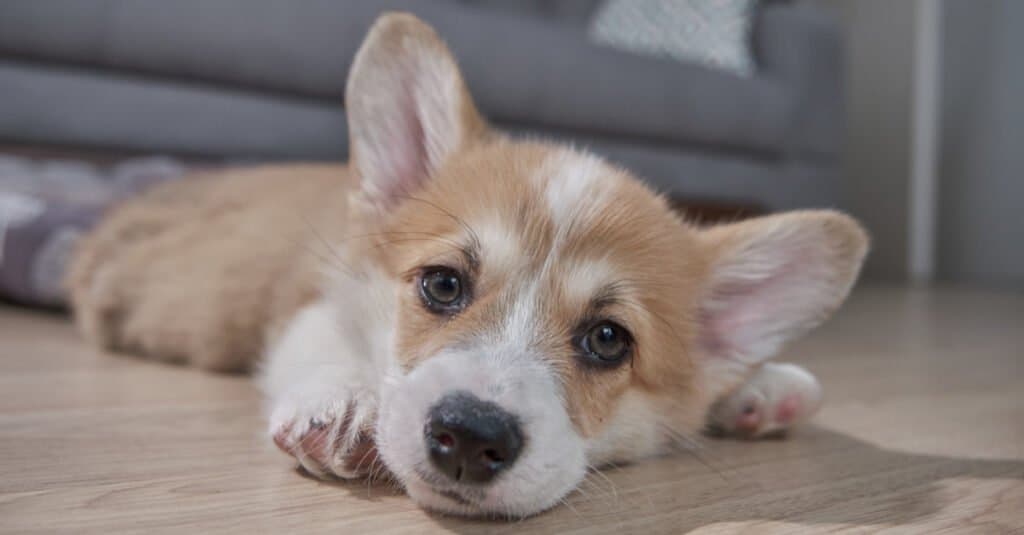 Mini Corgi contro Corgi