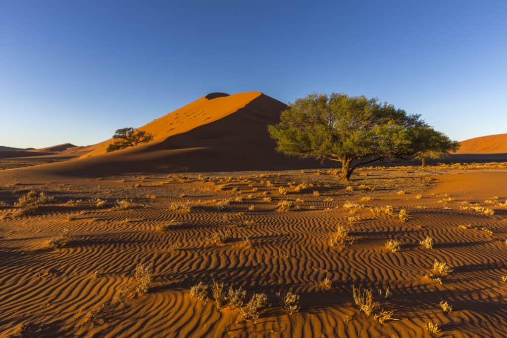 deserto del Kalahari