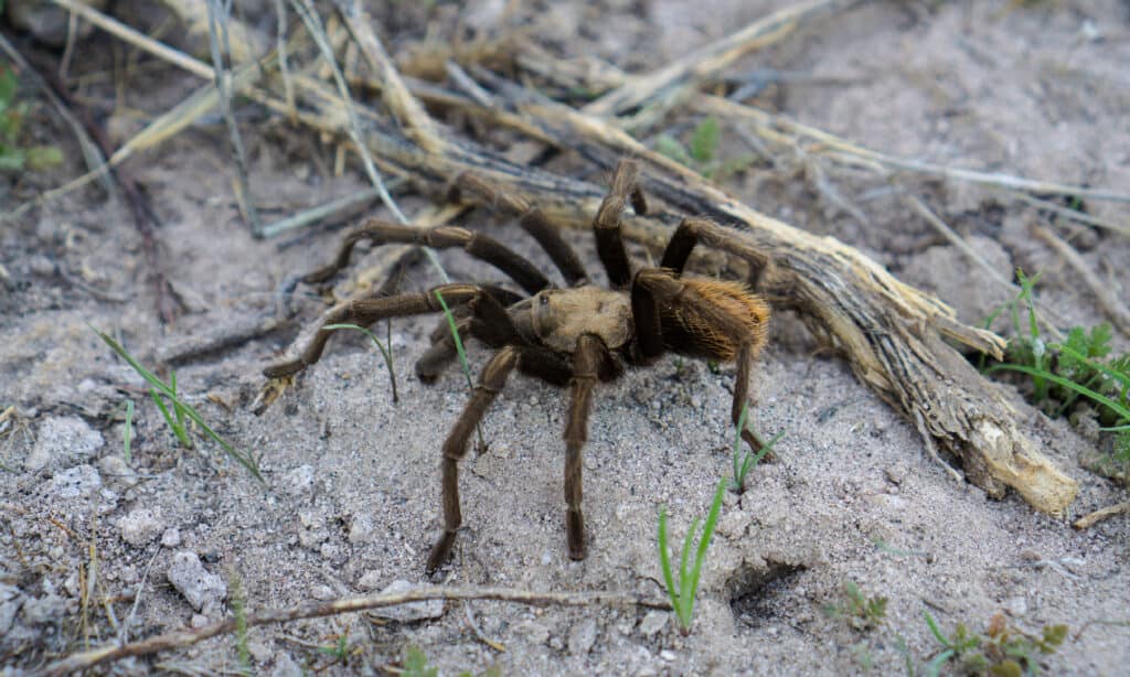 Tarantola del deserto occidentale 