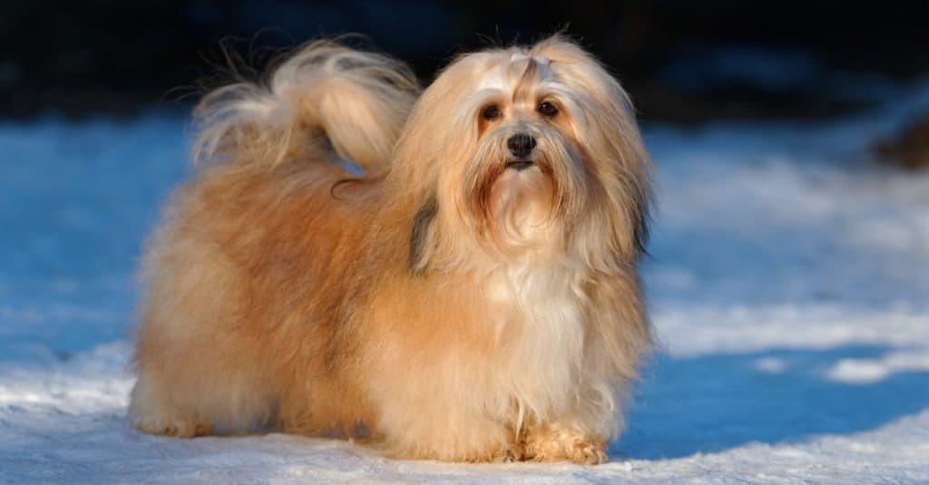Havanese contro Shih Tzu