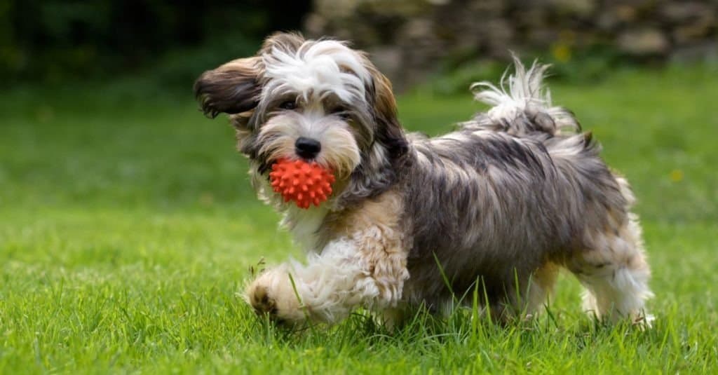 Havanese contro Shih Tzu