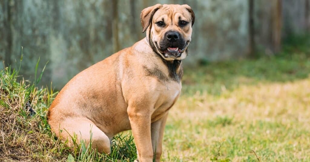 Cucciolo di Perro De Presa Canarios seduto all'aperto sull'erba verde.