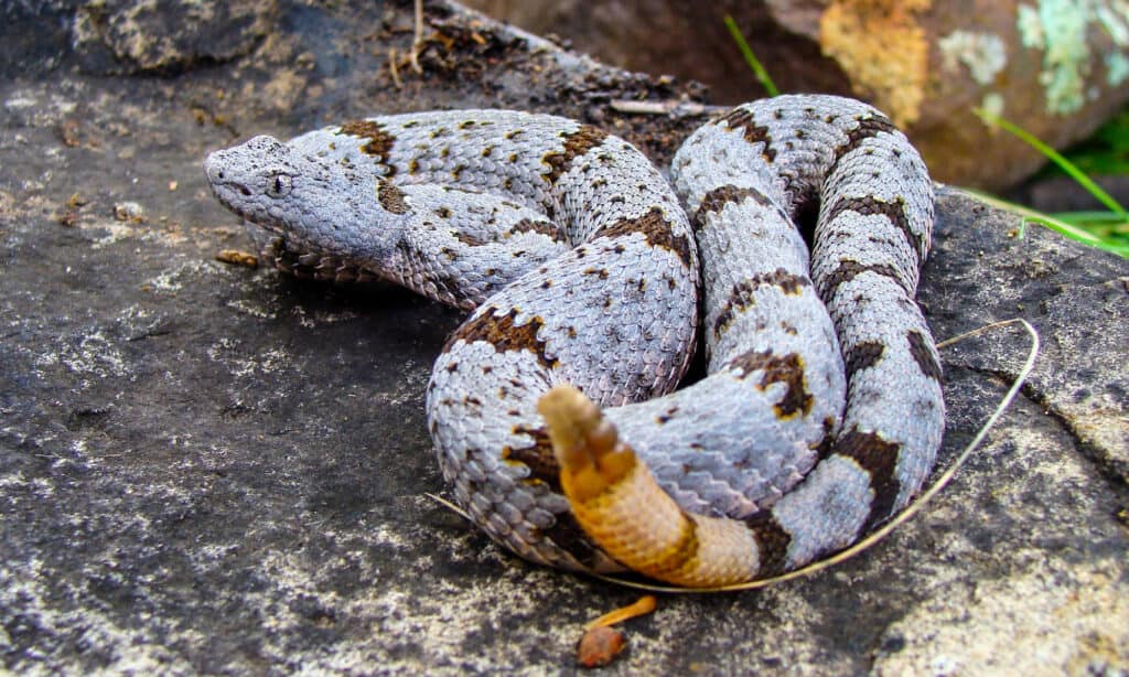 Serpente a sonagli di roccia
