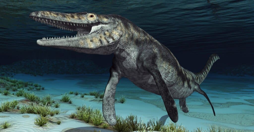 Megalodon contro Mosasaurus - Mosasaur