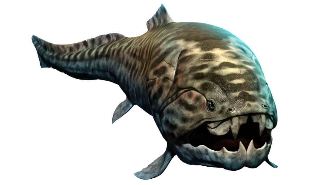 Rendering 3D di Dunkleosteus su sfondo bianco