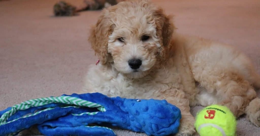 Piccolo cucciolo di Goldendoodle che gioca con i suoi giocattoli.