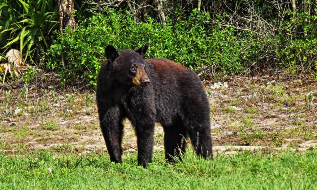 Orso nero della Florida