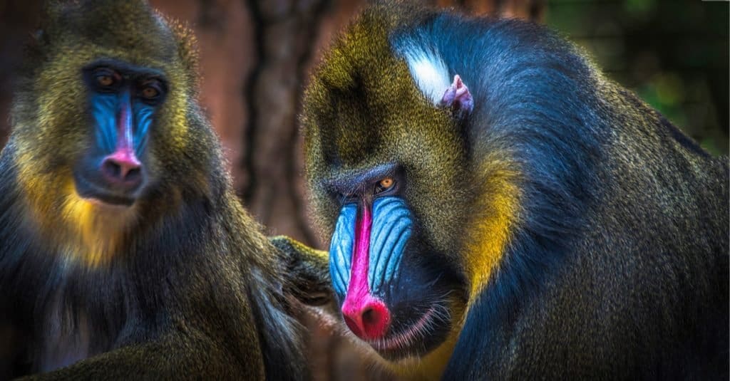 Animali più colorati: Mandrillo