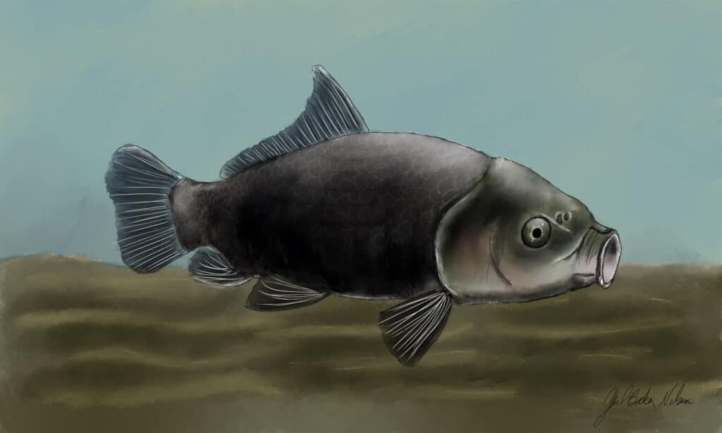 Pesce Bufalo Bigmouth