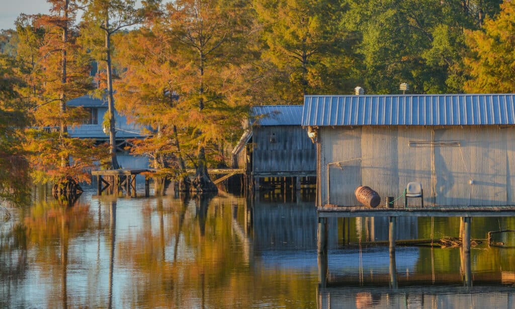 Bayou D'Arbonne Lago Louisiana