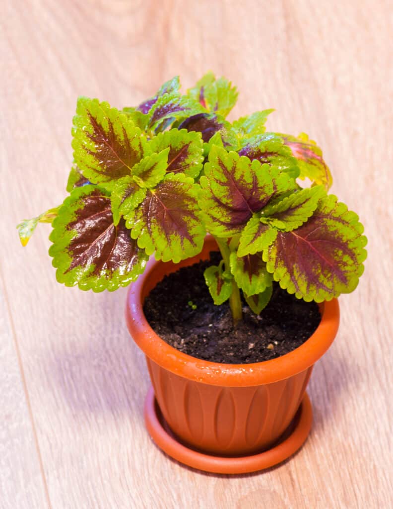 Pianta di coleus rossa e verde in un vaso di plastica marrone