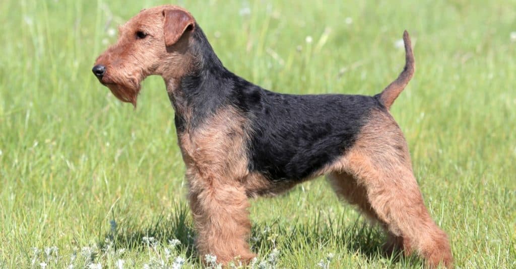 Welsh Terrier su un prato estivo