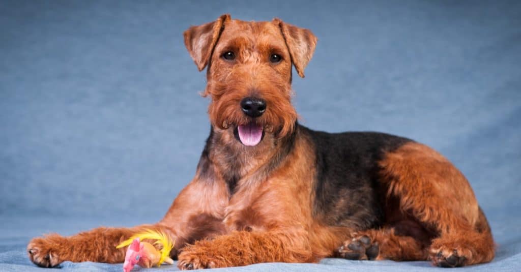 Welsh terrier sdraiato sul tavolo