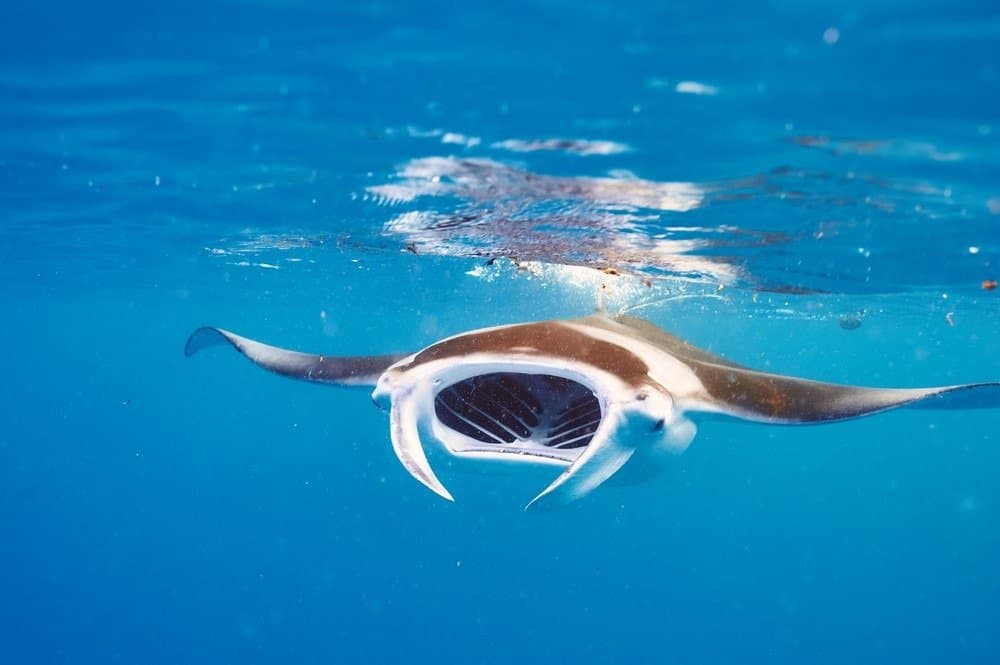 Manta che galleggia sott'acqua tra il plancton