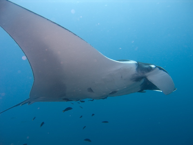 La più grande manta - nuotare nell'oceano