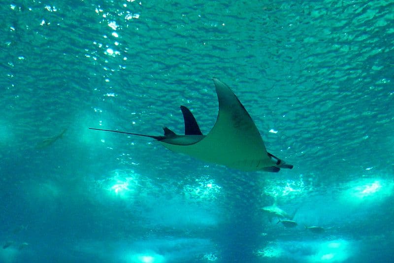 Manta Ray vista dal basso
