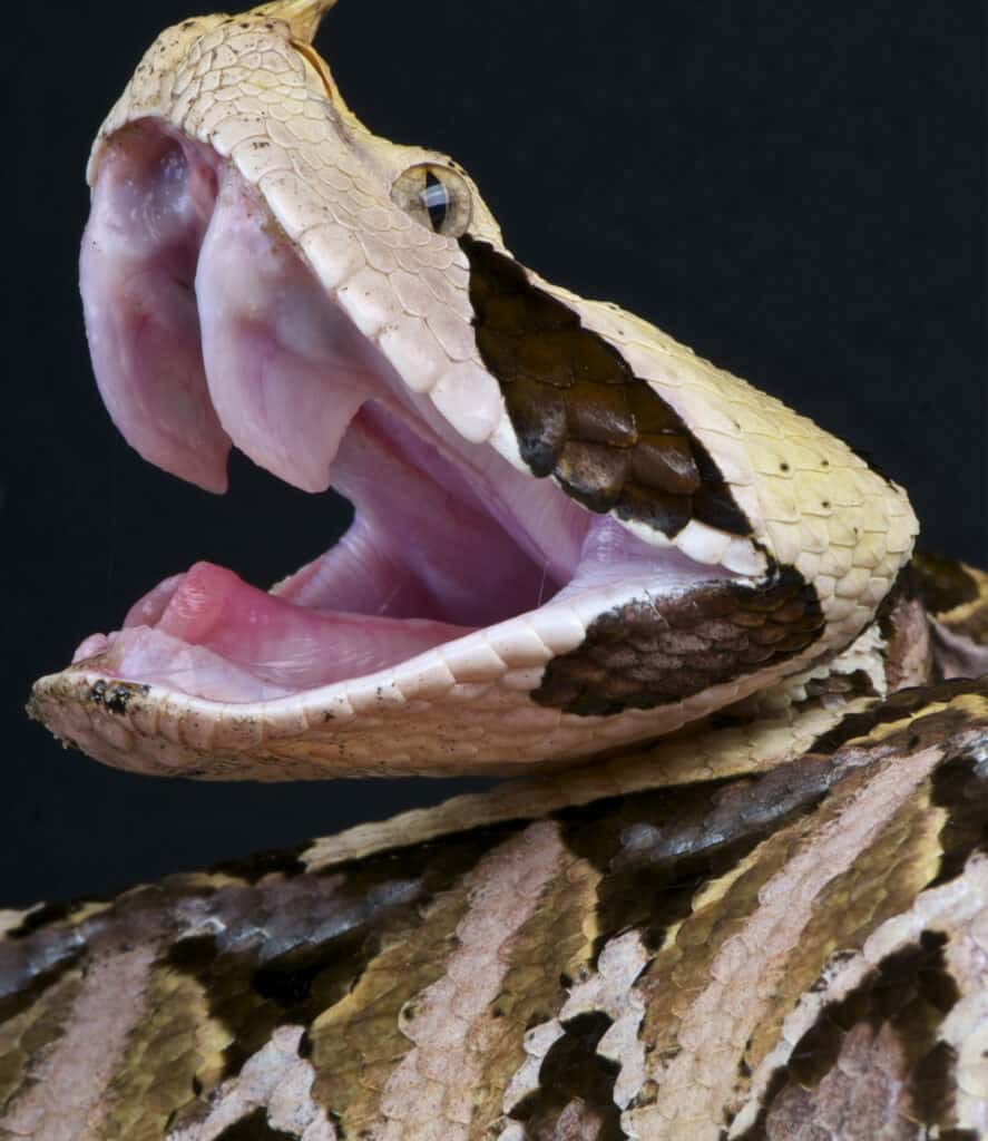 zanne di vipera gaboon