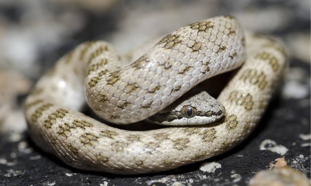 Serpente notturno del deserto del nord