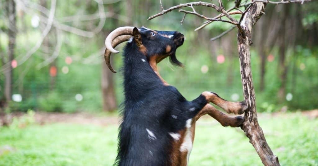 Capra nigeriana che mangia corteccia da un albero.
