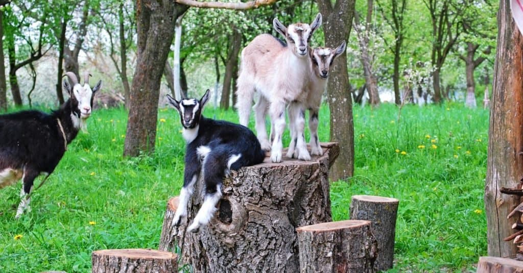 Animali più felici_ Capra