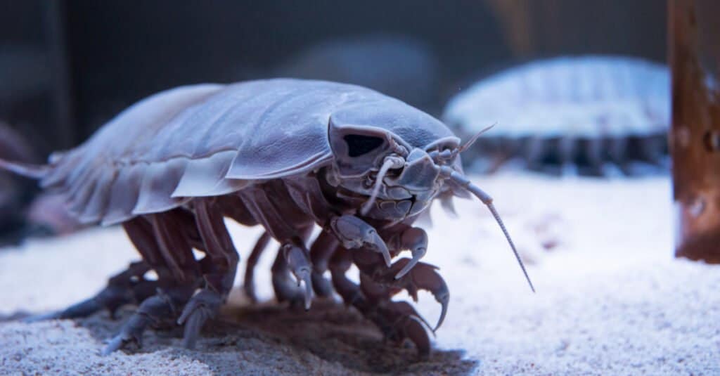creature del mare profondo isopode gigante