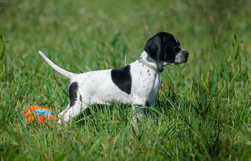 Cucciolo di puntatore bianco e nero