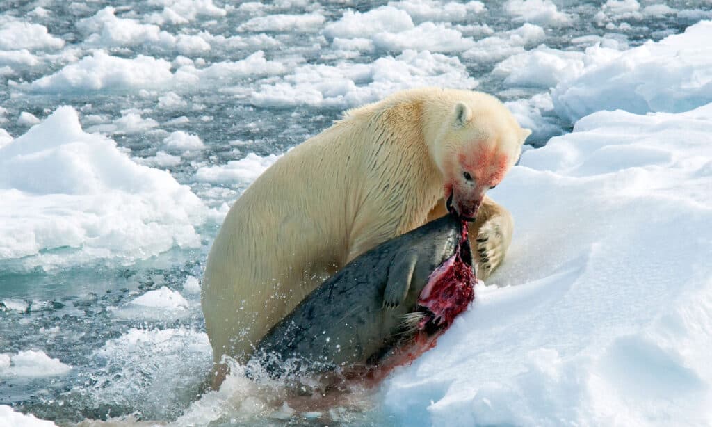Orso polare con foca morta appena catturata