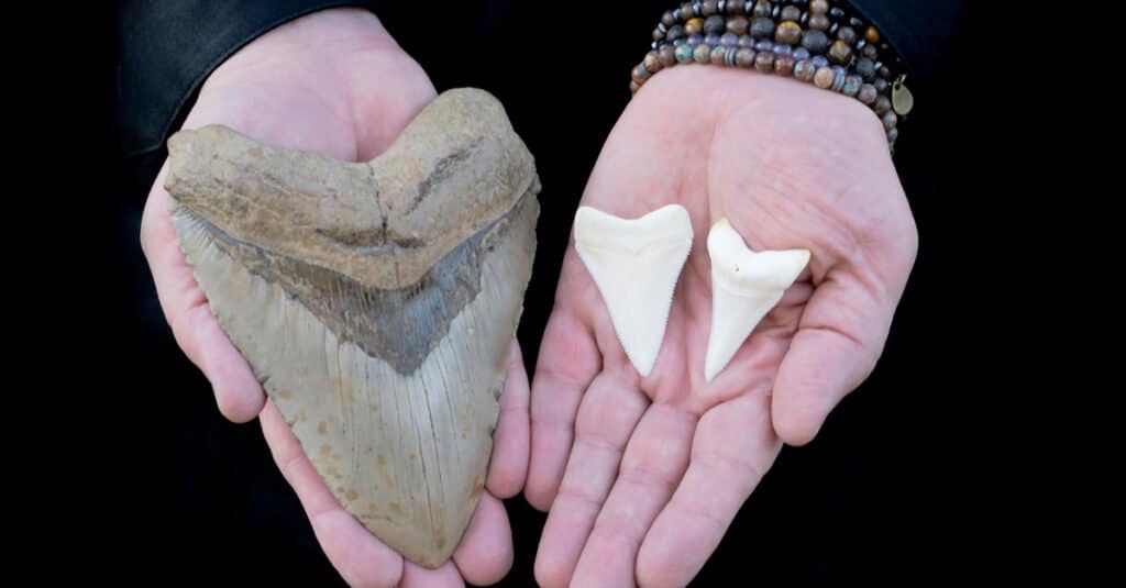 Fatti di Megalodon - Megalodon vs Great White Teeth