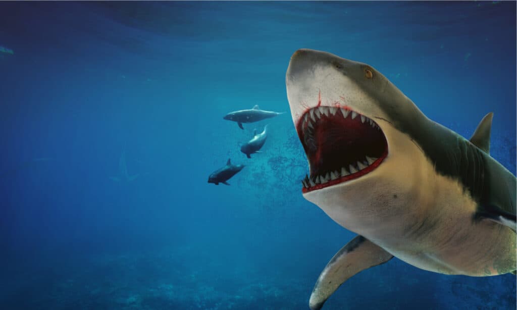 Squalo Megalodon che caccia alcuni delfini.