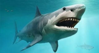 Fatti di Megalodon - Megalodon