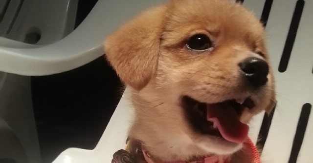 Amichevole cucciolo di Pomeagle seduto su una sedia