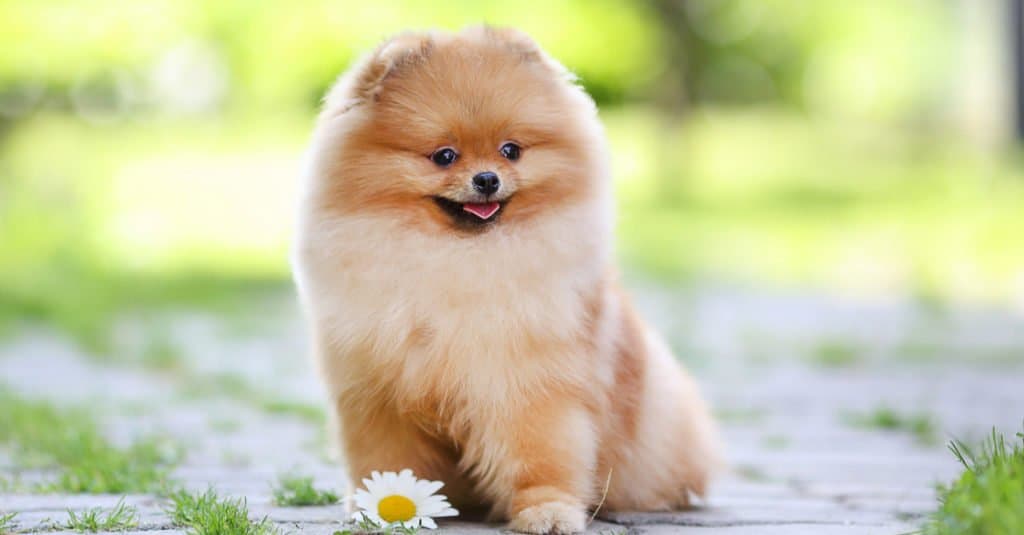 Pomerania cucciolo di cane seduto nel parco