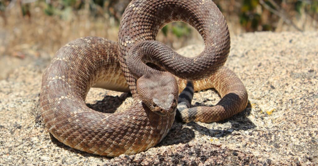 serpente a sonagli diamante rosso che colpisce
