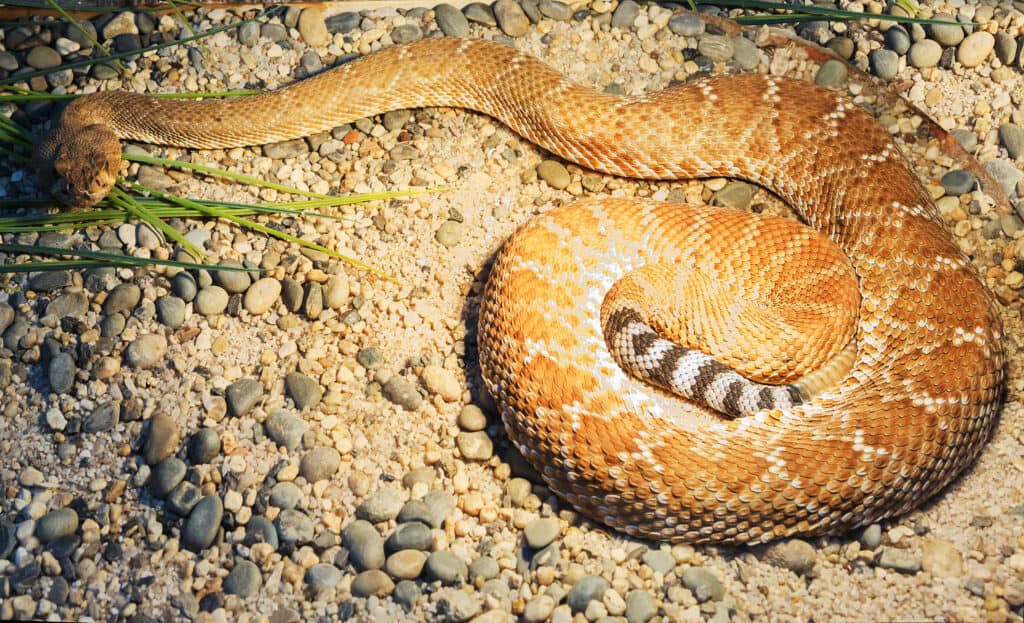 Serpente a sonagli Diamondback rosso appoggiato a terra.