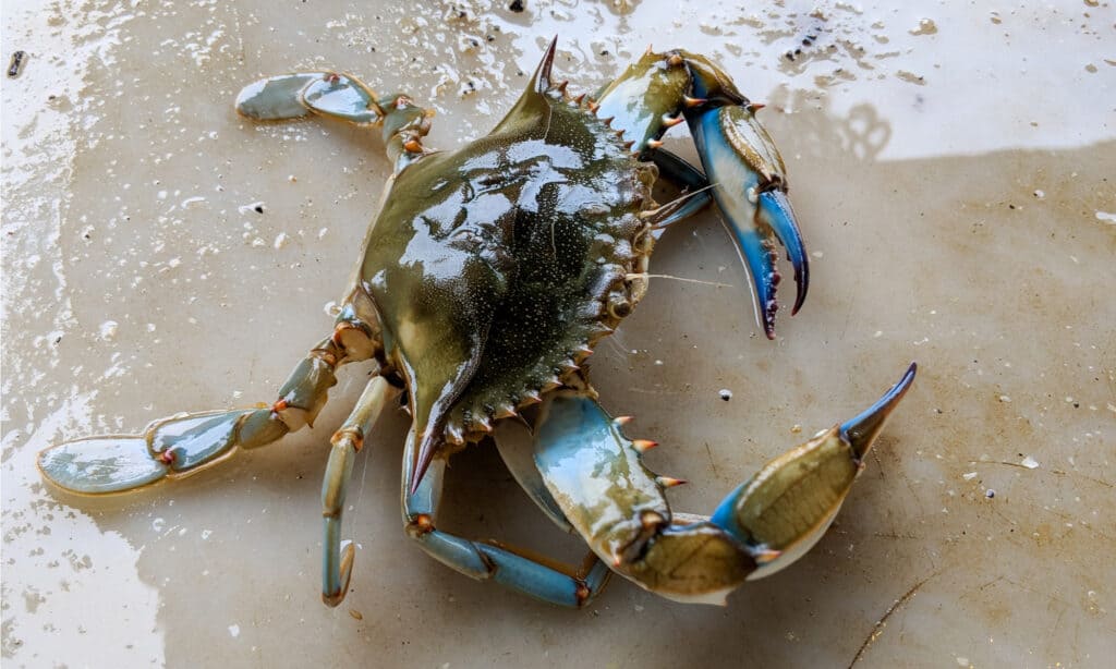 granchio blu vs granchio delle nevi