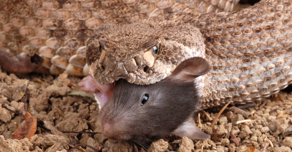western diamondback che mangia topo