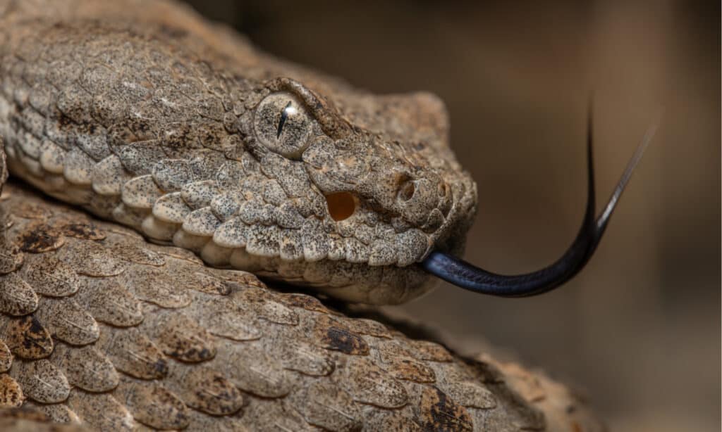 Crotalus maculato (Crotalus pyrrhus)