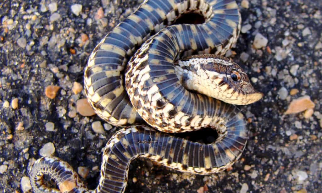 Un serpente hognose delle pianure che fa il morto