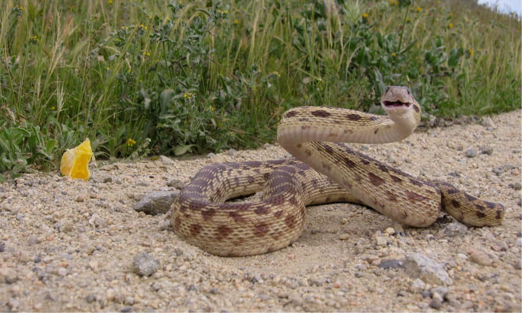 serpente gopher