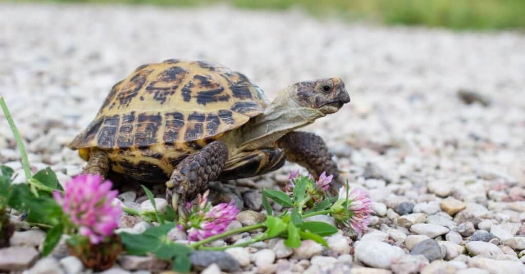 Tartaruga russa che fa una passeggiata all'aperto nel giardino.