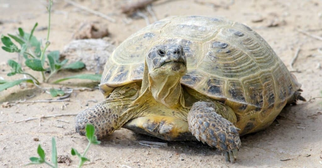 La tartaruga russa (Agrionemys horsfieldii) nel deserto di Kyzylkum, Uzbekistan, Asia centrale.