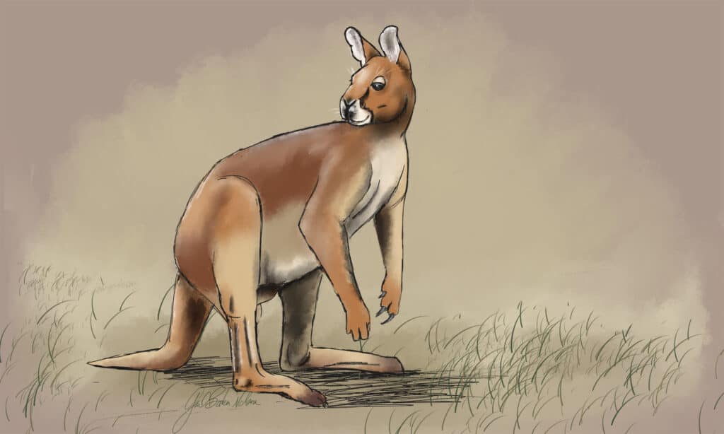 Illustrazione di canguro dalla faccia corta