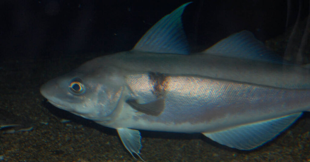 Nuoto dell'eglefino