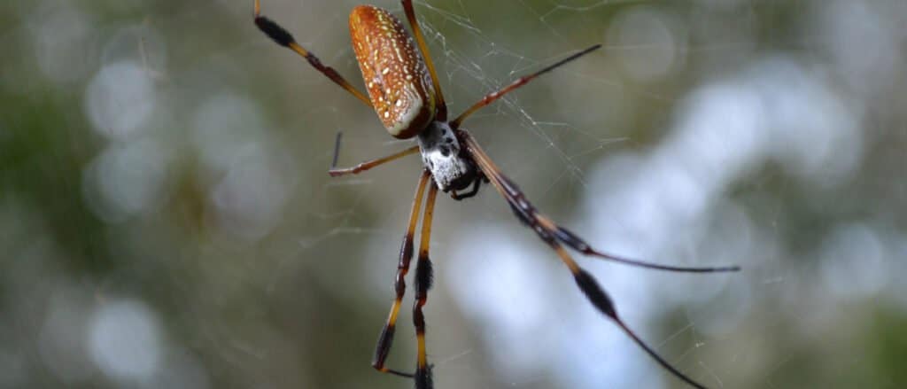 Banana Spider-intestazione