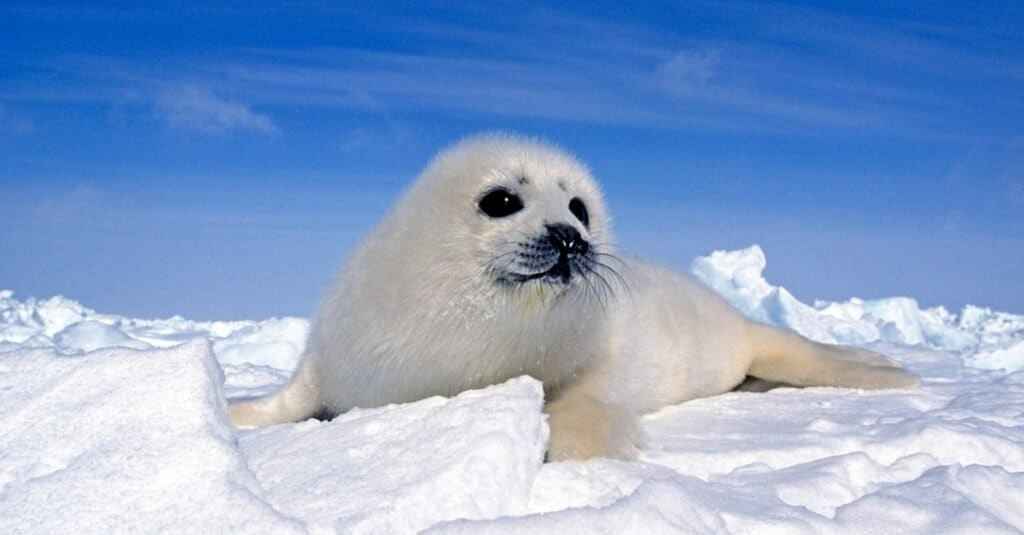 cucciolo di foca sulla neve