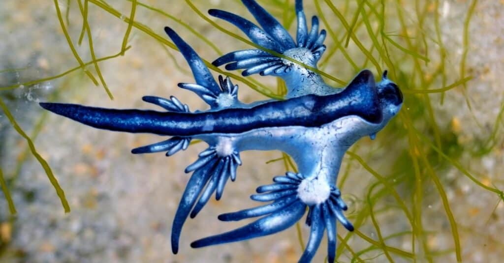 Animali fantastici: il "drago blu"